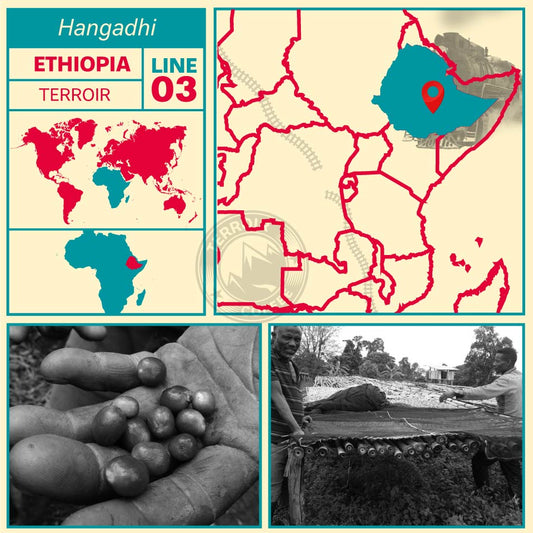 SUBSCRIPCIÓN EXCLUSIVA ORIGEN ETHIOPIA